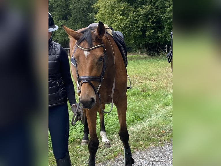 Hannoveraner Stute 4 Jahre 166 cm Brauner in OttersbergOttersberg