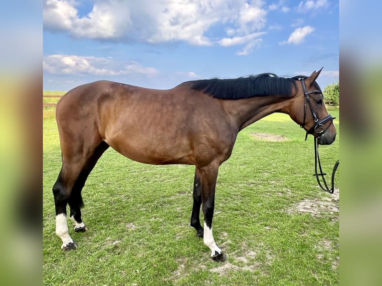 Hannoveraner Stute 4 Jahre 166 cm Brauner in Wietzen