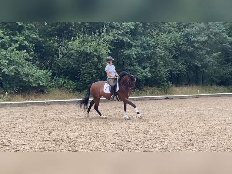 Hannoveraner Stute 4 Jahre 166 cm Brauner in Adelheidsdorf