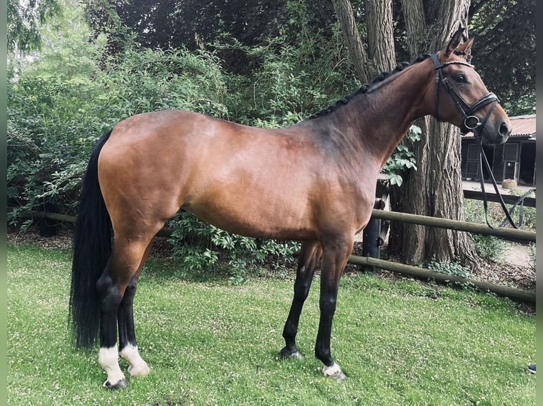 Hannoveraner Stute 4 Jahre 166 cm Brauner in Adelheidsdorf