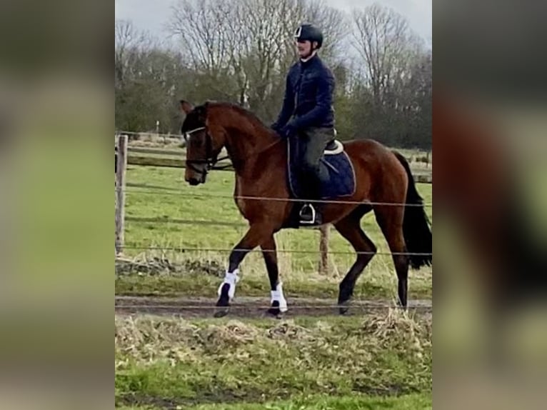 Hannoveraner Stute 4 Jahre 166 cm Buckskin in Ottersberg