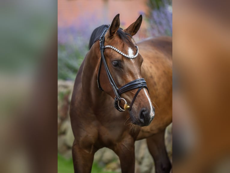Hannoveraner Stute 4 Jahre 166 cm Dunkelbrauner in Malente