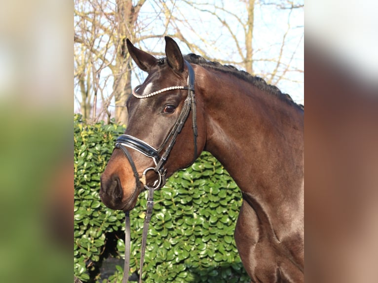 Hannoveraner Stute 4 Jahre 166 cm Dunkelbrauner in Selsingen