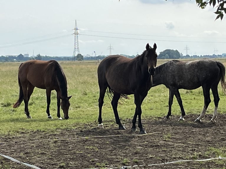 Hannoveraner Stute 4 Jahre 166 cm Dunkelbrauner in Ankum