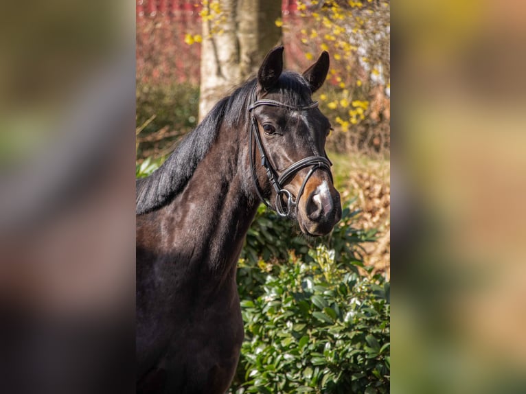 Hannoveraner Stute 4 Jahre 166 cm Dunkelbrauner in Hanerau-Hademarschen