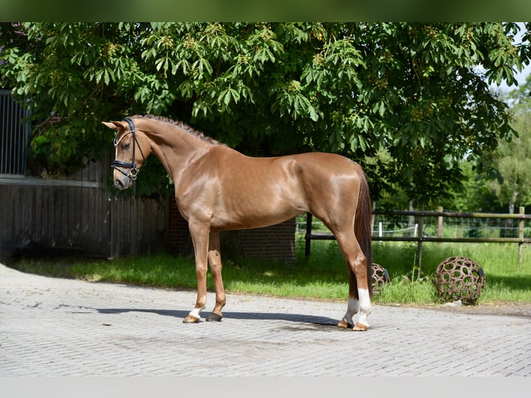 Hannoveraner Stute 4 Jahre 166 cm Dunkelfuchs in Cloppenburg