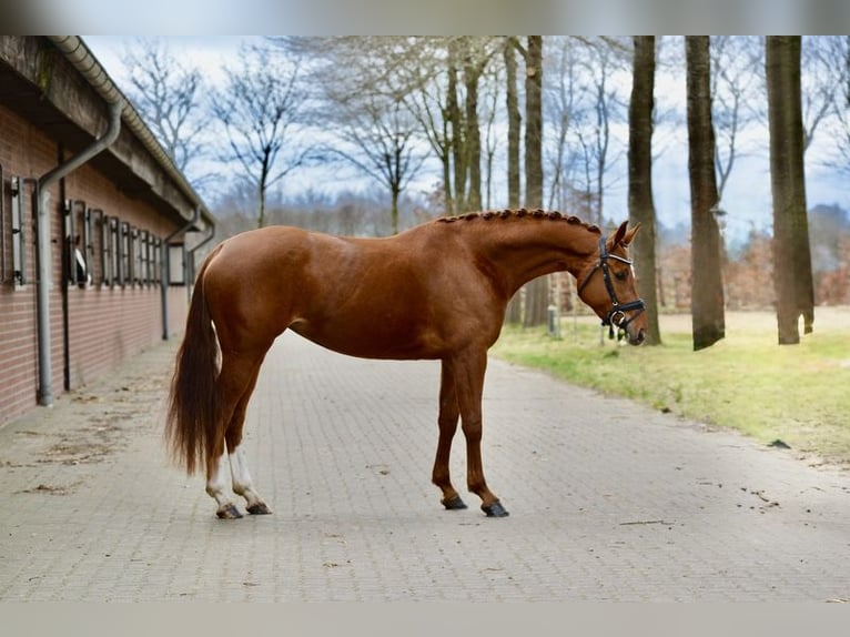 Hannoveraner Stute 4 Jahre 166 cm Fuchs in Kutenholz