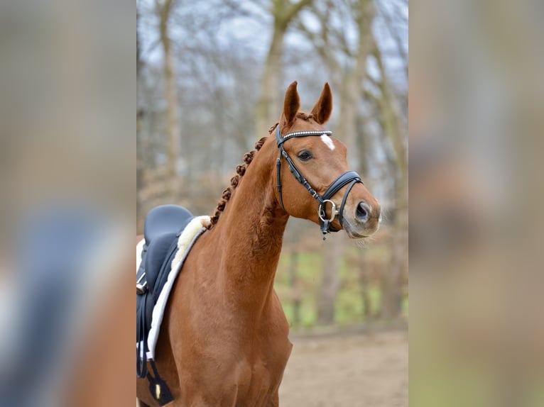 Hannoveraner Stute 4 Jahre 166 cm Fuchs in Kutenholz