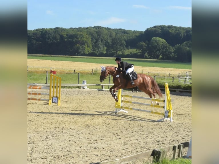 Hannoveraner Stute 4 Jahre 166 cm Fuchs in Rosendahl