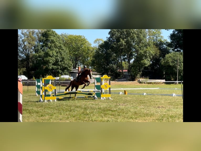 Hannoveraner Stute 4 Jahre 166 cm Fuchs in Eisfeld