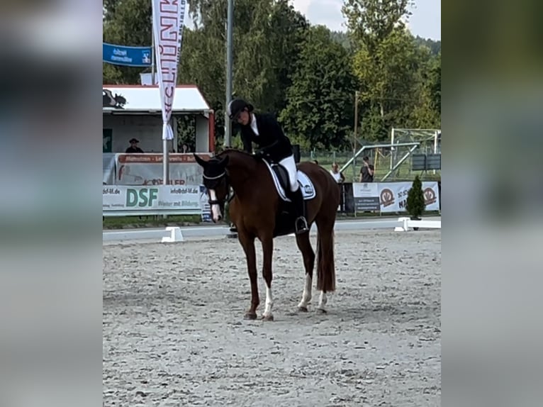 Hannoveraner Stute 4 Jahre 166 cm Fuchs in Eisfeld