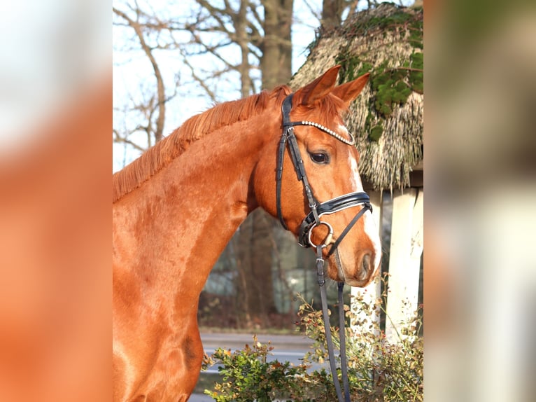 Hannoveraner Stute 4 Jahre 166 cm Fuchs in Selsingen