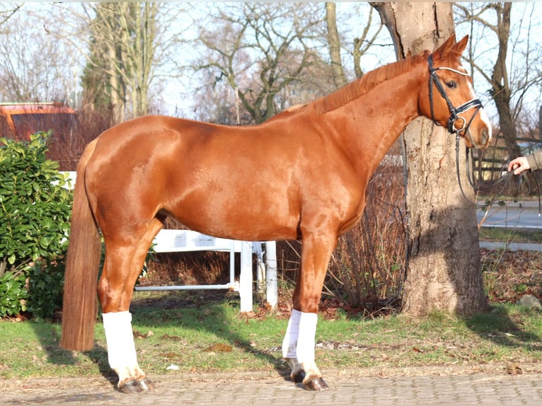 Hannoveraner Stute 4 Jahre 166 cm Fuchs in Selsingen