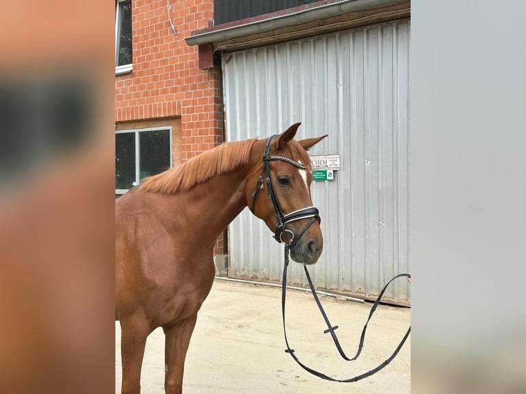 Hannoveraner Stute 4 Jahre 166 cm Fuchs in D&#xFC;sseldorf
