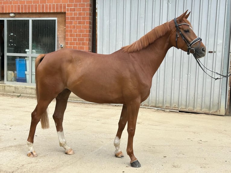 Hannoveraner Stute 4 Jahre 166 cm Fuchs in D&#xFC;sseldorf
