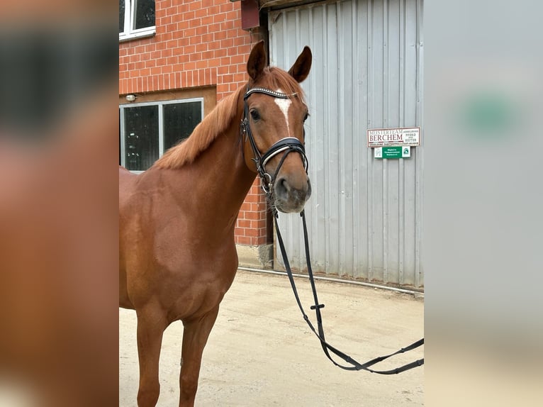Hannoveraner Stute 4 Jahre 166 cm Fuchs in D&#xFC;sseldorf