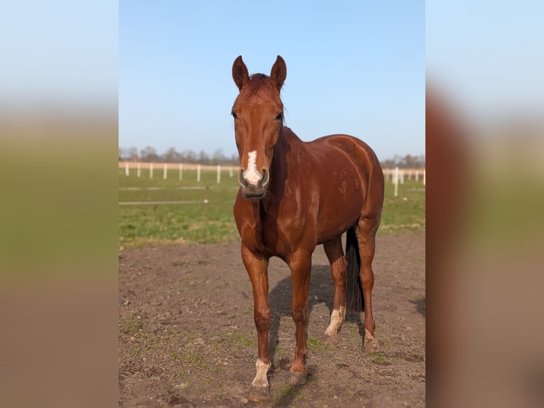 Hannoveraner Stute 4 Jahre 166 cm Fuchs in Dörpen