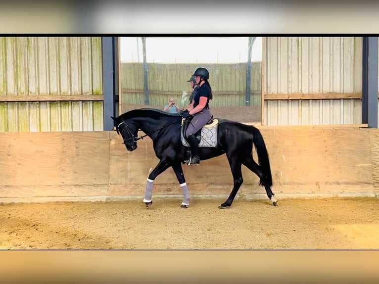 Hannoveraner Stute 4 Jahre 166 cm Rappe in Varel