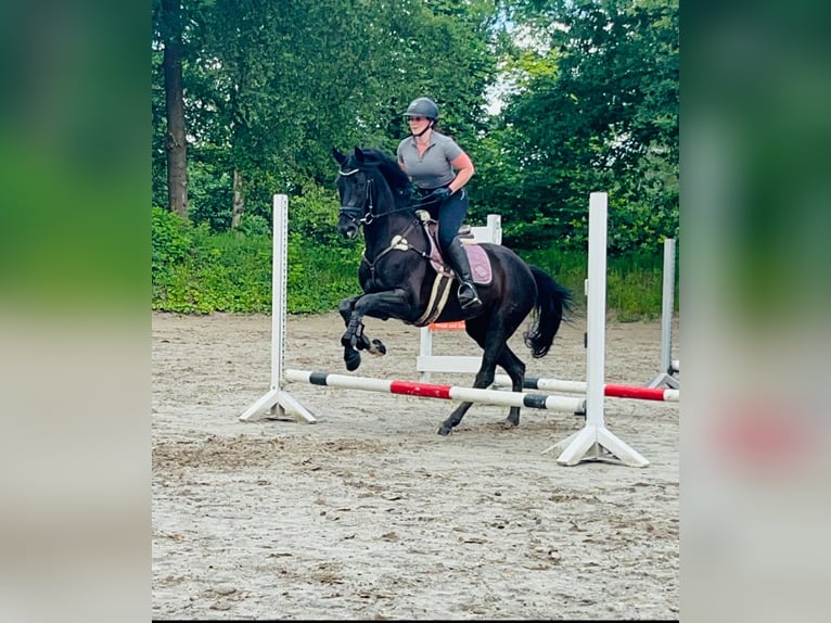 Hannoveraner Stute 4 Jahre 166 cm Rappe in Varel