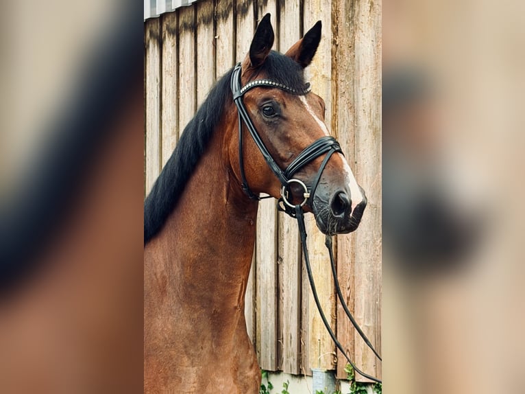 Hannoveraner Stute 4 Jahre 167 cm Brauner in Aumühle