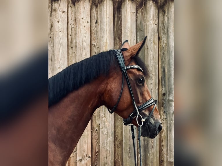 Hannoveraner Stute 4 Jahre 167 cm Brauner in Aumühle