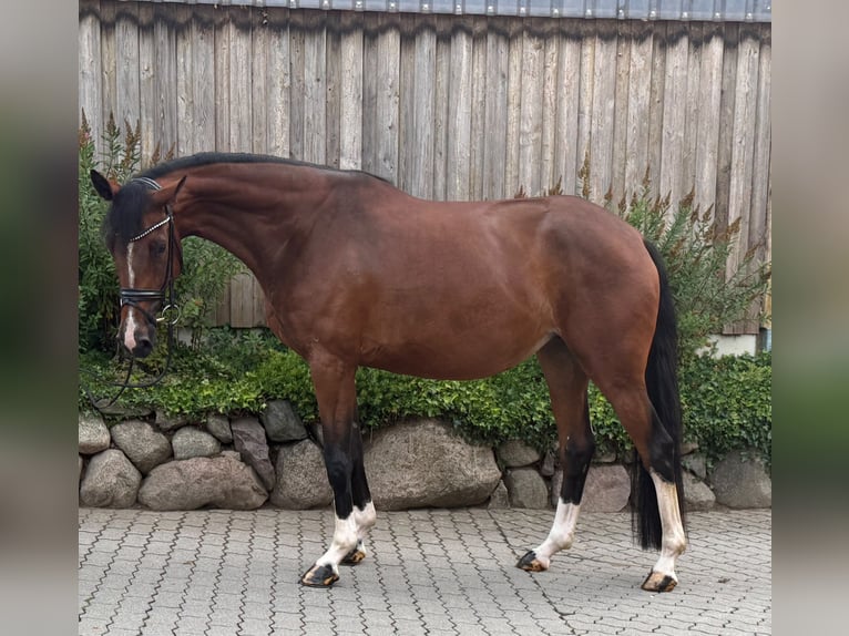 Hannoveraner Stute 4 Jahre 167 cm Brauner in Aumühle