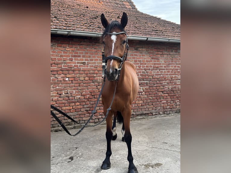 Hannoveraner Stute 4 Jahre 167 cm Brauner in Dorsten