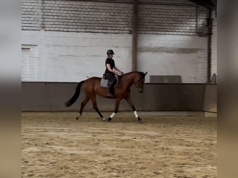Hannoveraner Stute 4 Jahre 167 cm Brauner in Dorsten