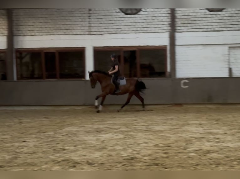 Hannoveraner Stute 4 Jahre 167 cm Brauner in Dorsten
