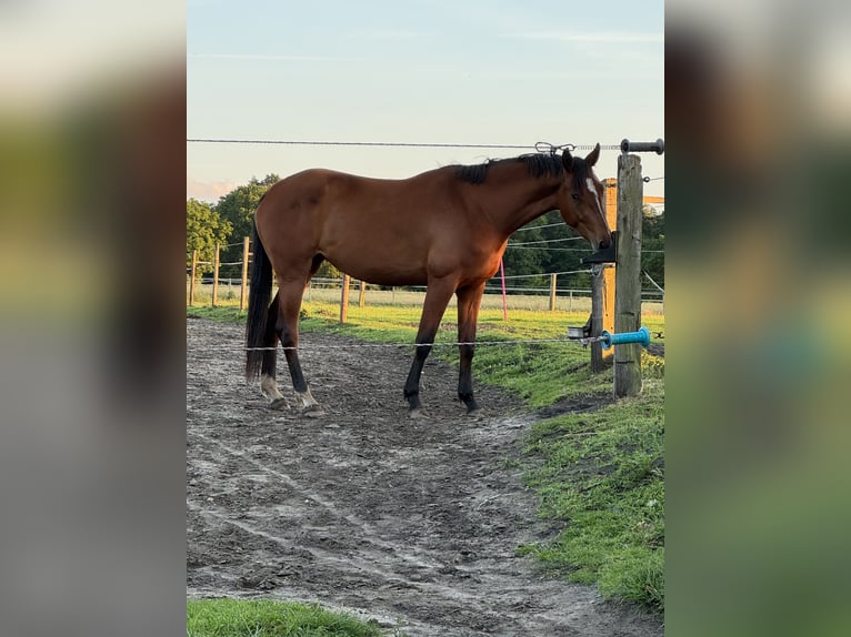 Hannoveraner Stute 4 Jahre 167 cm Brauner in Dorsten