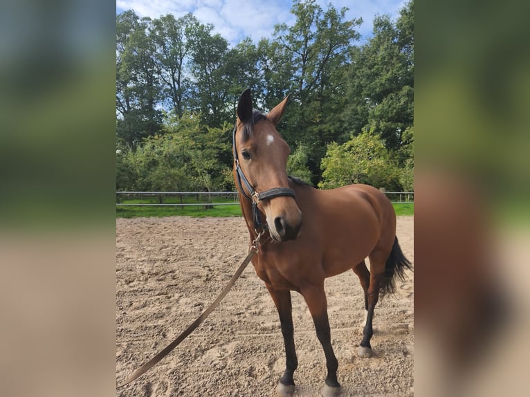 Hannoveraner Stute 4 Jahre 167 cm Brauner in Fürstenau