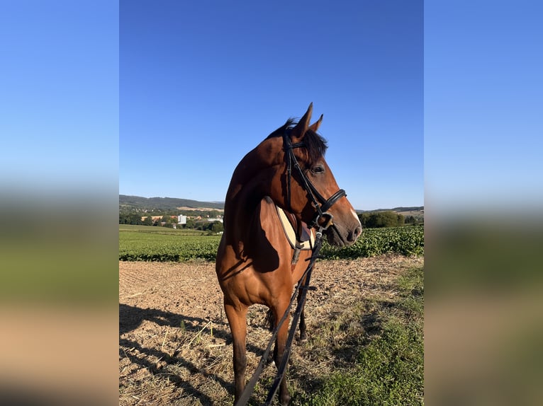 Hannoveraner Stute 4 Jahre 167 cm Brauner in Bad Grund (Harz)