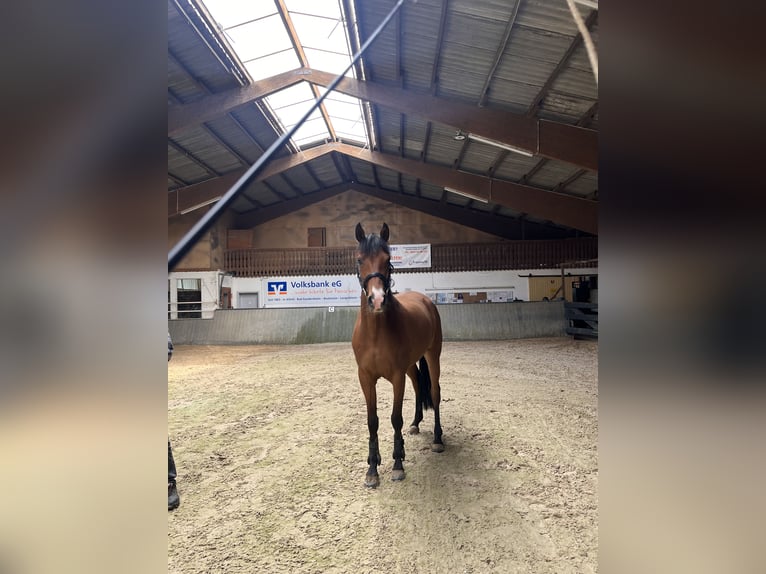 Hannoveraner Stute 4 Jahre 167 cm Brauner in Bad Grund (Harz)