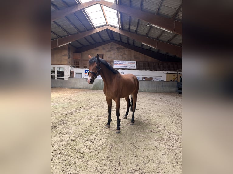 Hannoveraner Stute 4 Jahre 167 cm Brauner in Bad Grund (Harz)