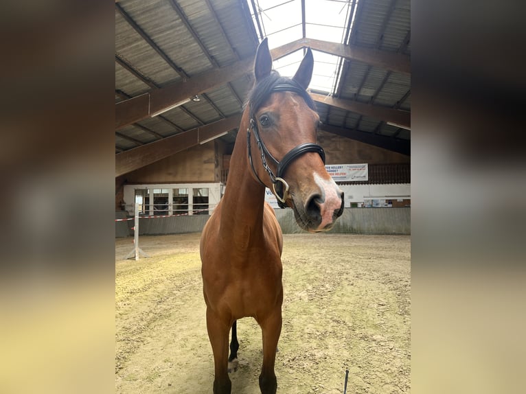 Hannoveraner Stute 4 Jahre 167 cm Brauner in Bad Grund (Harz)