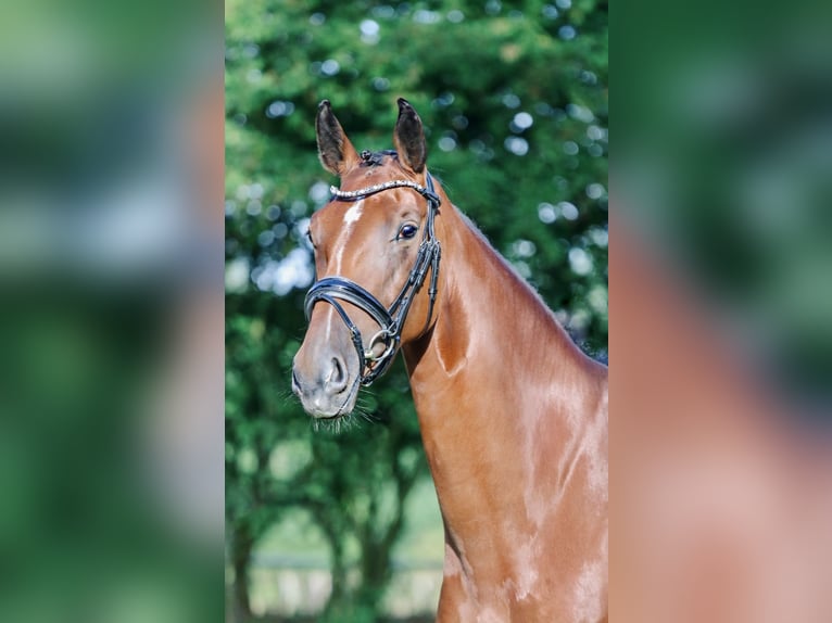Hannoveraner Stute 4 Jahre 167 cm Brauner in Blumenthal