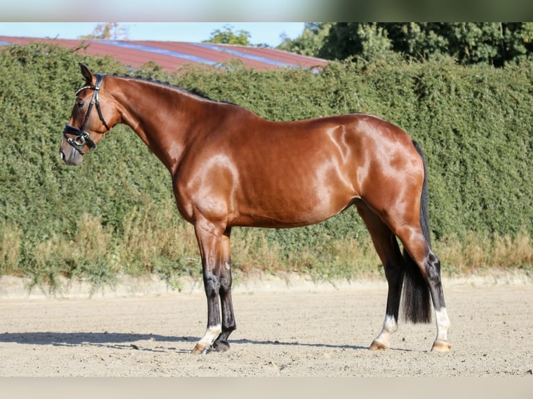 Hannoveraner Stute 4 Jahre 167 cm Brauner in Blumenthal