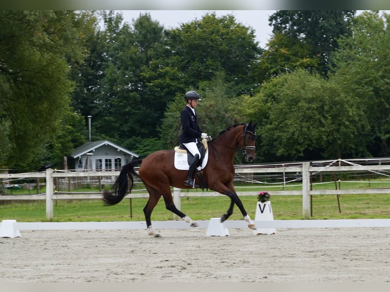 Hannoveraner Stute 4 Jahre 167 cm Brauner in Blumenthal