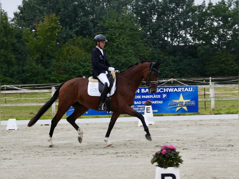 Hannoveraner Stute 4 Jahre 167 cm Brauner in Blumenthal