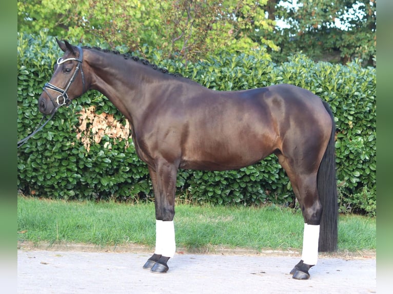 Hannoveraner Stute 4 Jahre 167 cm Brauner in Selsingen