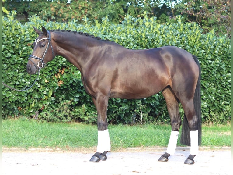 Hannoveraner Stute 4 Jahre 167 cm Brauner in Selsingen