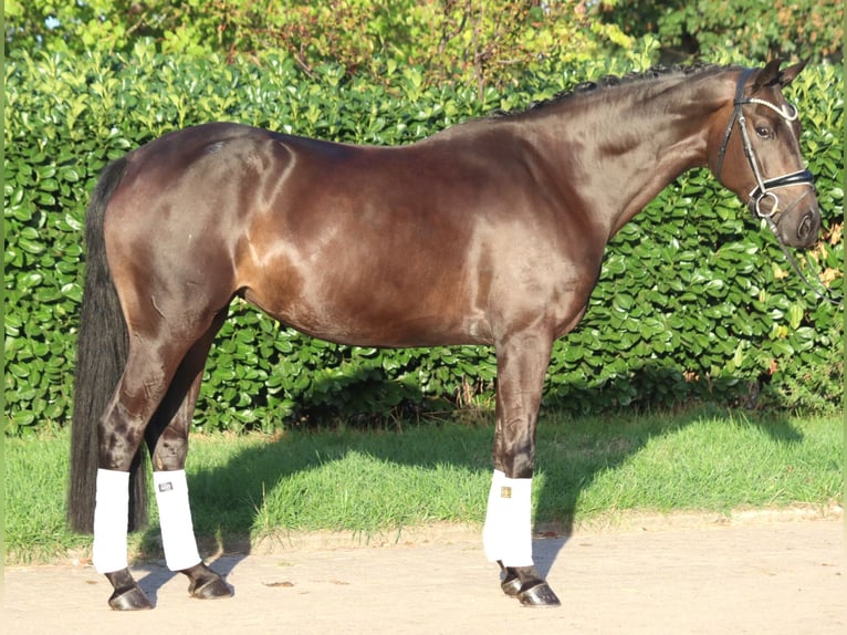 Hannoveraner Stute 4 Jahre 167 cm Brauner in Selsingen
