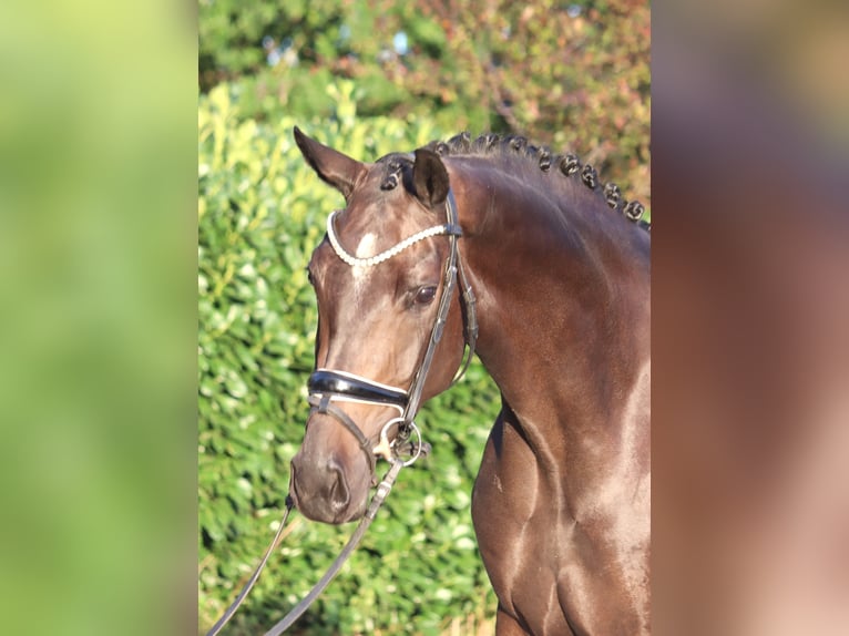 Hannoveraner Stute 4 Jahre 167 cm Brauner in Selsingen