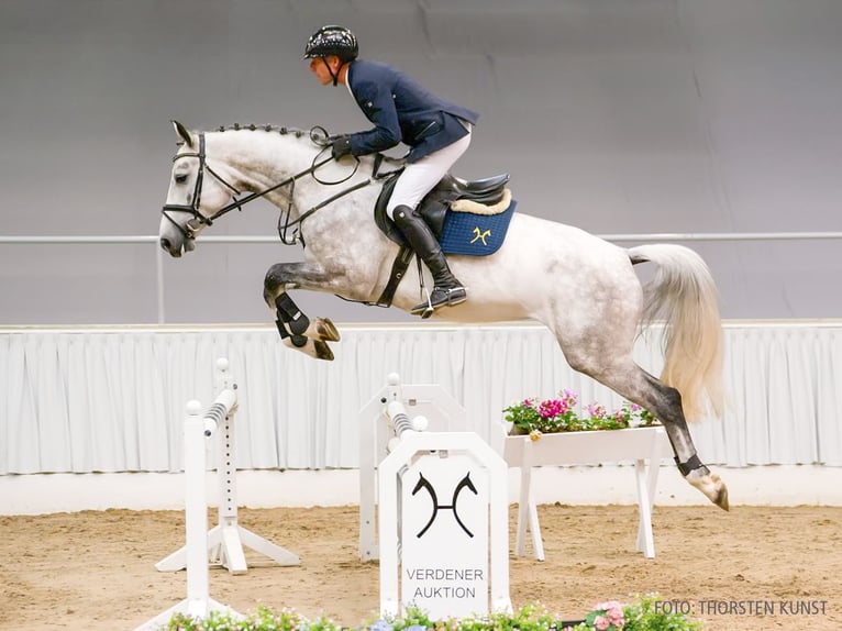Hannoveraner Stute 4 Jahre 167 cm Brauner in Verden
