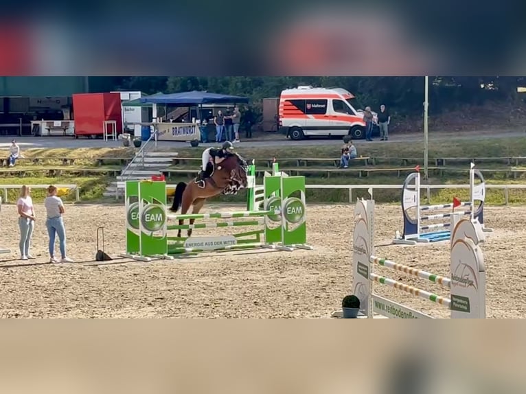 Hannoveraner Stute 4 Jahre 167 cm Brauner in Northeim