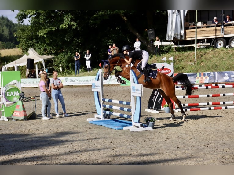 Hannoveraner Stute 4 Jahre 167 cm Brauner in Northeim