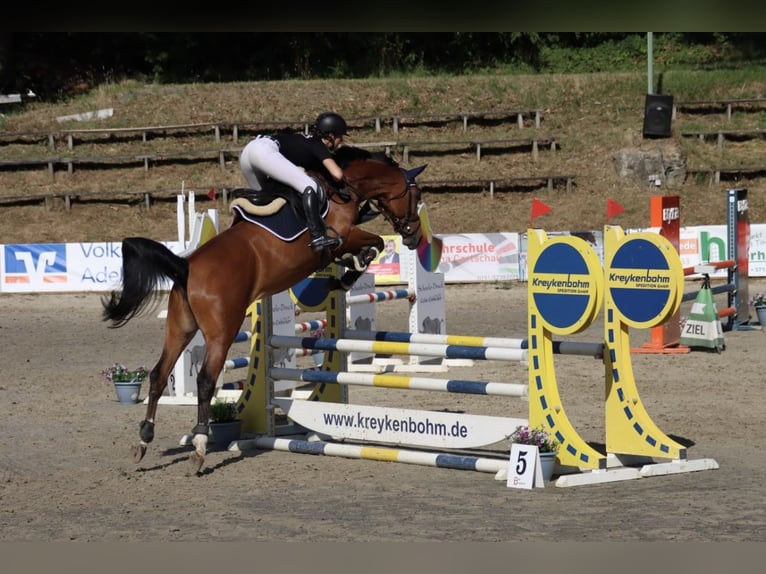 Hannoveraner Stute 4 Jahre 167 cm Brauner in Northeim