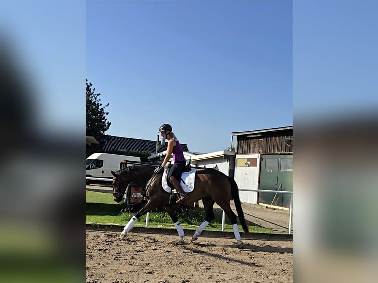 Hannoveraner Stute 4 Jahre 167 cm Dunkelbrauner in Kempen