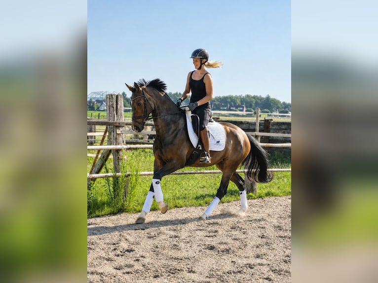 Hannoveraner Stute 4 Jahre 167 cm Dunkelbrauner in Kempen