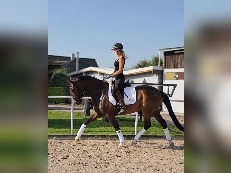 Hannoveraner Stute 4 Jahre 167 cm Dunkelbrauner in Kempen